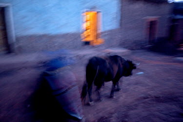 A person walks behind a bull down a road in Macha.   The people of Macha and surrounding communities carry on the pre-Columbian tradition of ritual fighting. The communities gather on the plaza of Mac...