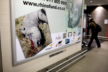 A fund raising advertising billboard, at King Shaka Airport, raising awareness of the huge amount of poaching rhinos are subject to.