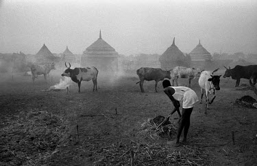 A Nuer cattle camp on the banks of the Baro River. In the evenings they burn smoky dung fires to protect the cattle from stinging flies. The Nuer are traditionally cattle breeders and migrate between...