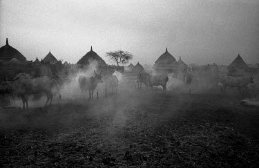 A Nuer cattle camp on the banks of the Baro River. In the evenings they burn smoky dung fires to protect the cattle from stinging flies. The Nuer are traditionally cattle breeders and migrate, between...