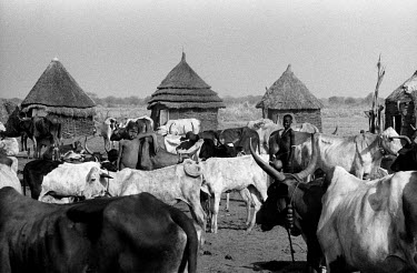 A Nuer cattle camp on the banks of the Baro River. The Nuer are traditionally cattle breeders and migrate between their villages where they live during summer to temporary cattle camps in winter. They...