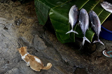 A cat sits on the ground next to a stall displaying fish at a seafront market.