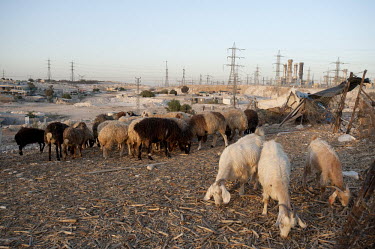 Sheep graze on the outskirts of the unrecognised Bedouin village of Wadi el Na'am which stands next to an Israel Electric Corporation's power station and the Ramat Hovav hazardous waste disposal facil...