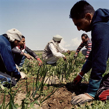 Indian farm workers dig up spring onions in a field near the Azeri border in central Georgia. The men work for Ranjod Kamboj, a Sikh farmer from the city of Kurukshetra in Northern India, who came to...