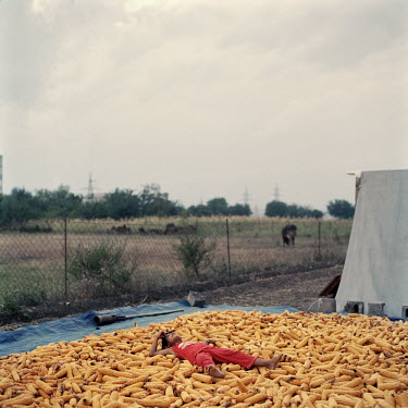 Four year old Harleen, daughter of Indian farmer Jagsir Singh Sekhon, lies on top of freshly harvested sweetcorn from his land near the town of Gardbani. Georgia has seen its agricultural production d...