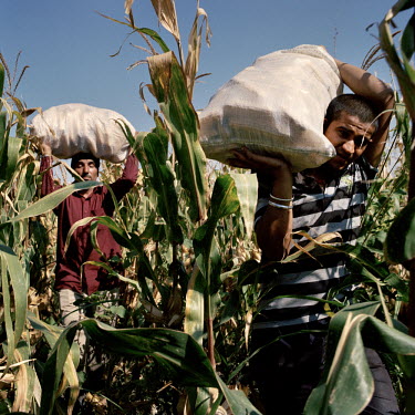 Jagsir Singh Sekhon (left) and his nephew Satwan carry bags of freshly harvested sweetcorn from his small plot of land in Gardabani, a town near the Azeri border. He will try to sell the corn as maize...