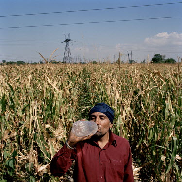 Jagsir Singh Sekhon takes a break from harvesting his sweetcorn from his small plot of land to have a drink of water.