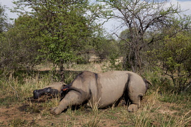 A dead rhino, killed for its horn, lies on the ground at the Mahara Game Lodge. It is the 826th rhino killed in South Africa this year.
