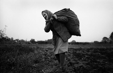 An elderly woman in a village near Zhytomyr collecting food for the forthcoming winter. She used to be member of the local collective farm but now tends her own land. During 1991, collective farming,...