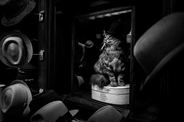 Hats on show at Bates hatters on Jermyn Street, London.  Reflected in a mirror is 'Binks', a stuffed cat who lived in the shop and died in 1926.