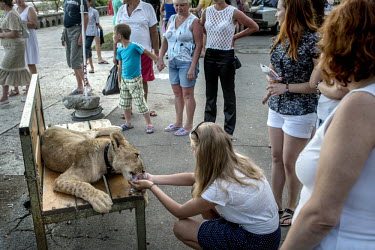 A young woman feeds ice cream to a lion cub. The cub is used as a tourist attraction where people can pay to have their picture taken with the animal.
