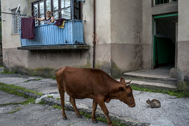 A cat and a cow in Tkvarcheli, which used to be an important mining town.