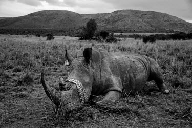 A tranquillised White Rhinoceros lies blindfolded (for it's comfort) shortly before being revived in Pilanesberg National Park. The rhino had DNA samples taken, microchips implanted and ear patterns c...