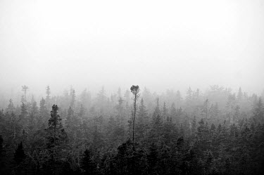 Mist shrouds a pine forest near Sambro.