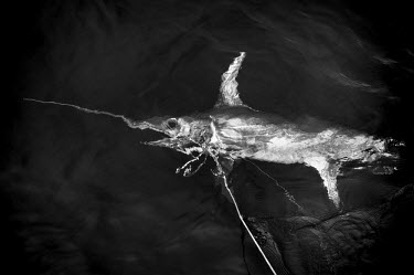 A swordfish, hooked on the longline, appears just below the water's surface beside the trawler. There are conflicting arguments as to the health of the North Atlantic Broadbill swordfish (Xiphias glad...