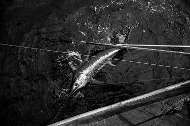 A swordfish is hooked with gaffs before it is pulled on board a trawler for slaughtering. There are conflicting arguments as to the health of the North Atlantic Broadbill swordfish (Xiphias gladius) p...