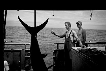 Deck-Hands Kenny and Daryl stand by as a swordfish is winched on board their trawler. There are conflicting arguments as to the health of the North Atlantic Broadbill swordfish (Xiphias gladius) popul...