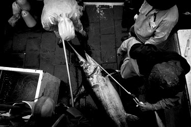 A deck-hand measures a swordfish in order to estimate it's weight. A fish cannot be kept if it is less than 41lbs (18.5 kgs). There are conflicting arguments as to the health of the North Atlantic Bro...