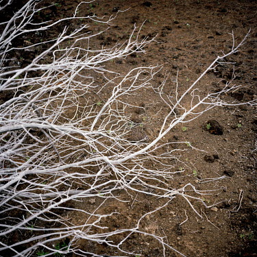 A dead tree lies on the ground. Ascension Island is a volcanic island in the equatorial Atlantic ocean, 1,600 kms from the coast of Africa and 2,250 km from the coast of South America. It is home to R...