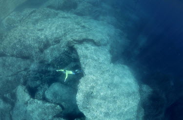 A freediver swims in the clear Mediterranean waters near Santa Teresa Gallura.