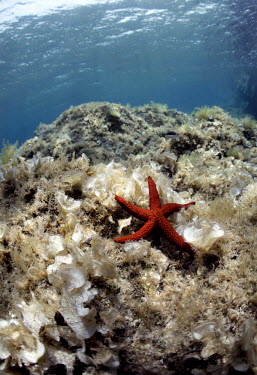 A sea star and soft corals beneath clear Mediterranean waters off the north coast of the island.