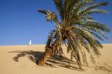 A man walks past a date palm growing from a sand dune in the Dakhla Desert Park, a newly designated conservation area within the Dakhla Oasis.