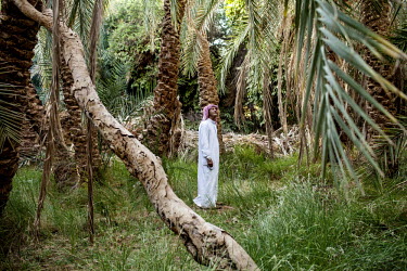 A man stands in a grove of date palms in the Dakhla Desert Park, a newly designated conservation area within Dakhla Oasis.