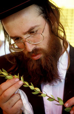 An Orthodox Jew inspecting the Hadas at the Four Species Market on the Succot  holiday.