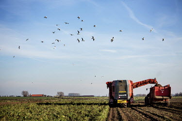 A beet harvestor fills a trailer with the crop.