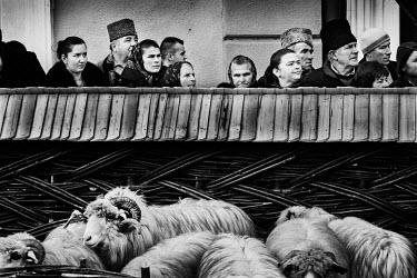 People watch a display including prize sheep at the Maramures Winter Festival.