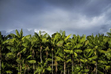 A palm tree farm in Bahia state.