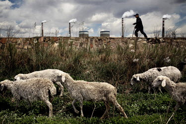 A shepherd drives his sheep through farmland past the Datong No. 2 coal-fired power plant.