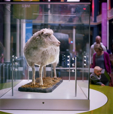 Dolly the sheep immortalised in the Museum of Scotland on Chamber Street in Edinburgh. The ewe was the world's first cloned mammal from an adult cell and was created at the Rowett Institute in the cit...