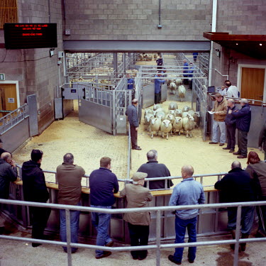 Sheep being auctioned at Stirling's livestock market that regularly draws farmers from across the country.