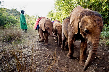 Juvenile elephants, orphaned by poaching, return to shelter for the night at the David Sheldrick Elephant Orhpanage.