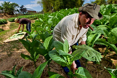 A tabacco plantation owner smokes a cigar as he harvests some of the leaves.