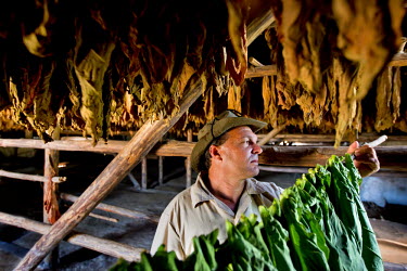 Tobacco leaves drying in a barn before being sold on to cigar companies.