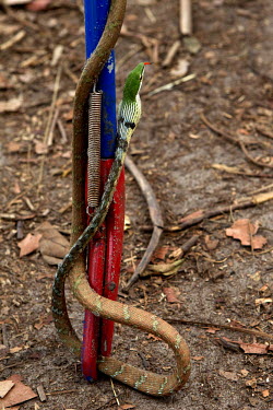 A Thelotornis Kirtlandii (twig snake, vine snake) held in a trap. A long, very thin tree snake, with an arrow-shaped head, it is diurnal and secretive waiting motionless in the branches of trees and b...