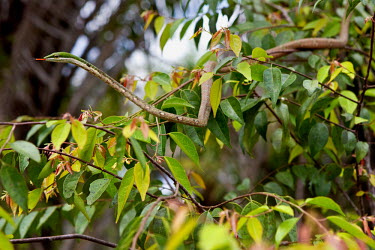 A Thelotornis Kirtlandii (twig snake, vine snake) slithers in the branches of a tree. A long, very thin tree snake, with an arrow-shaped head, it is diurnal and secretive waiting motionless in the bra...