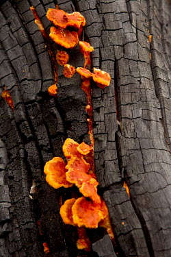 Red/orange Saprofyt, a fungi that lives of dead vegetable matter, carcasses or droppings.