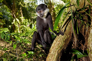 A monkey in Kisangani's zoo.