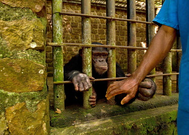 Freddy the chimpanzee strokes his keeper's hands from behind the bars of his cage in Kisangani's zoo which, in the colonial era was a source for animals for Antwerp's Zoo.