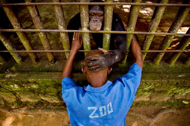 Freddy the chimpanzee strokes his keeper's head from behind the bars of his cage in Kisangani's zoo which, in the colonial era was a source for animals for Antwerp's Zoo.
