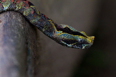 The colourful head of a Bitis Nasicornis (Rhinoceros Viper), A large stout viper that grows to 1.2 metres in length, with a narrow, flat, triangular head. The colour pattern is complex. Down the back...