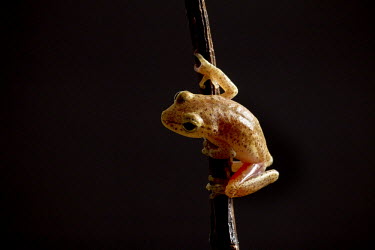 A small frog found near the Congo River.