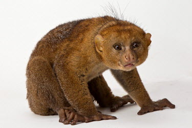 The Potto (Perodicticus potto) is a Strepsirrhine Primate from the Lorisidae family that inhabits the canopy of tropical rain forests. It is also known as Bosman's Potto, after its supposed discoverer...