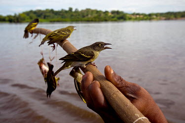 Birds tied to a stick are offered for sale to passengers on passing boats. They are eaten as a delicacy.