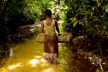 A woman walks through a small jungle stream with a basket made of rattan.