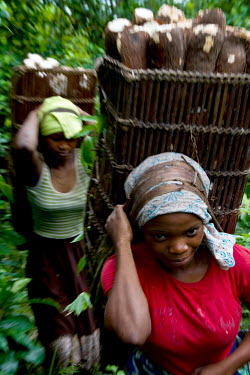Women carrying heavy loads of cassava through the jungle.