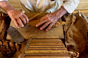 A worker rolls tobacco leaves to form a cigar at a factory.